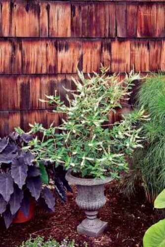 Fresh Clips: Grow Aloysia Virgata, the Baby Powder Plant
